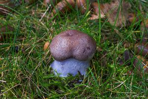 Pavučinec nevroubený - Cortinarius collocandoides Reumaux 2009