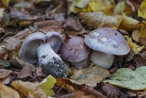 Pavučinec hnědofialový - Cortinarius balteatocumatilis Rob. Henry ex P.D. Orton 1960