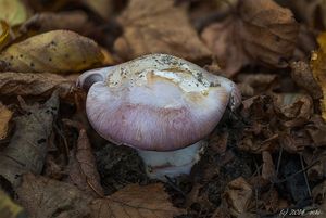 Pavučinec hnědofialový - Cortinarius balteatocumatilis Rob. Henry ex P.D. Orton 1960