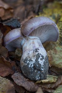 Pavučinec hnědofialový - Cortinarius balteatocumatilis Rob. Henry ex P.D. Orton 1960