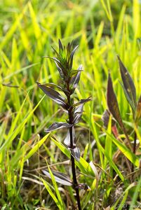 Hořeček mnohotvarý český (Gentianella praecox subsp. bohemica)