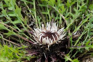 Pupava bezlodyžná (Carlina acaulis L.)