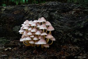 Helmovka žlutonohá - Mycena renati Quél. 1886