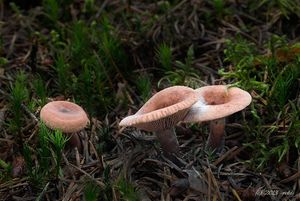 Ryzec kafrový - Lactarius camphoratus