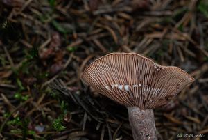 Ryzec kafrový - Lactarius camphoratus