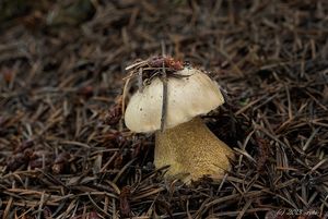 Hřib žlučník - Tylopilus felleus  (Bull.) P. Karst. 1881