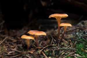 Kalichovka zvonečková - Xeromphalina campanella (Batsch) Kühner & Maire 1934