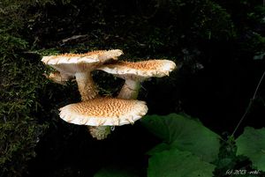 Šupinovka ježatá - Pholiota squarrosoides (Peck) Sacc. 1887