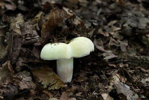 Holubinka fialovonohá - Russula violeipes