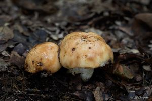 Holubinka nejvonnější (marcipánová) - Russula fragrantissima Romagn. 1967