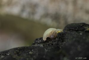 Plátenice fialová - Ombrophila ianthina  P. Karst.