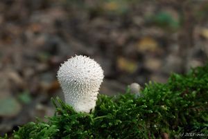 Pýchavka obecná - Lycoperdon perlatum Pers. 1796