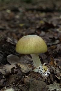 Muchomůrka zelená - Amanita phalloides (Vaill. ex Fr.) Link 1833