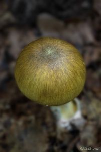 Muchomůrka zelená - Amanita phalloides (Vaill. ex Fr.) Link 1833