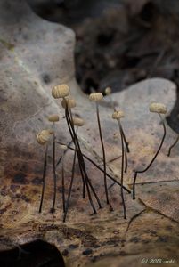 Špička Bulliardova - Marasmius bulliardii Quél. 1878