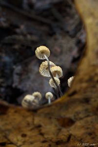 Špička Bulliardova - Marasmius bulliardii Quél. 1878