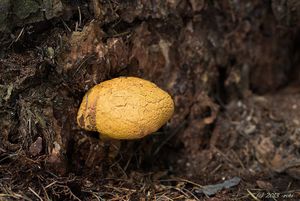 Hřib dřevožijný - Buchwaldoboletus lignicola (Kallenb.) Pilát