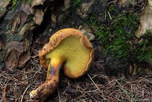 Hřib dřevožijný - Buchwaldoboletus lignicola (Kallenb.) Pilát