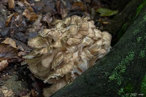 Trsnatec lupenitý - Grifola frondosa (Dicks.) Gray 1821