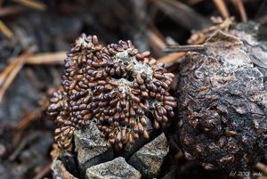 Lesklík křehký - Leocarpus fragilis (Dicks.) Rostaf. 1875