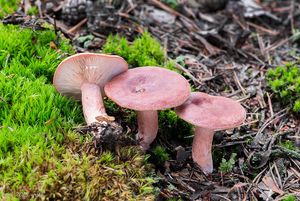 Ryzec ryšavý - Lactarius rufus (Scorp.: Fr.) Fr.