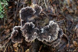 Plesňák zemní - Thelephora terrestris