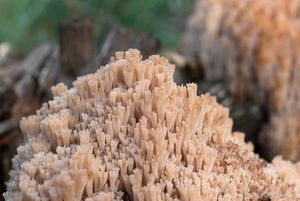 Korunokyjka svícnovitá - Artomyces pyxidatus