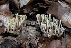 Kuřátka přímá - Ramaria stricta (Pers.) Quél. 1888