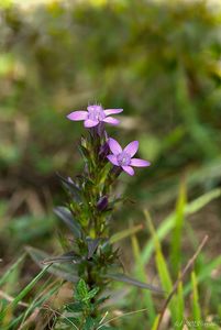 Hořeček mnohotvarý český (Gentianella praecox subsp. bohemica)