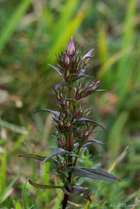 Hořeček mnohotvarý český (Gentianella praecox subsp. bohemica)