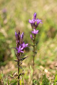 Hořeček mnohotvarý český (Gentianella praecox subsp. bohemica)