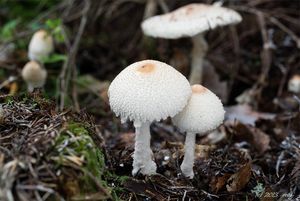 Bedla vlnatá - Lepiota clypeolaria ( Bull. ) P. Kumm.