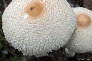 Bedla vlnatá - Lepiota clypeolaria ( Bull. ) P. Kumm.