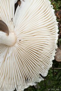 Bedla vlnatá - Lepiota clypeolaria ( Bull. ) P. Kumm.