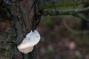 Outkovka žlutavá - Diplomitoporus flavescens (Bres.) Domańsky