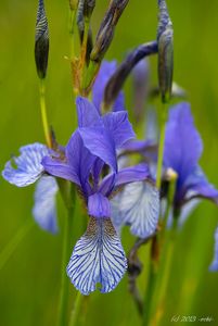 Kosatec sibiřský (Iris sibirica)