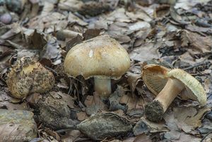 Vláknice dymnivková - Inocybe corydalina Quél. 1875