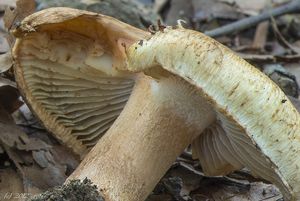 Vláknice dymnivková - Inocybe corydalina Quél. 1875