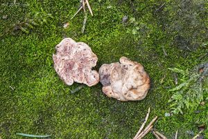 Oříškovec Tulasneův - Hydnotrya tulasnei  Berk. et Broome