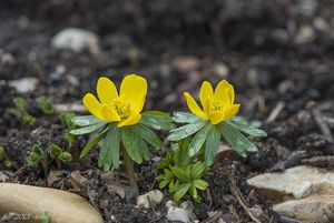 Talovín zimní (Eranthis hyemalis (L.) Salisb.)