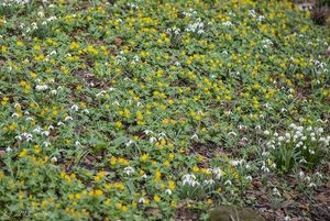 Talovín zimní (Eranthis hyemalis (L.) Salisb.)