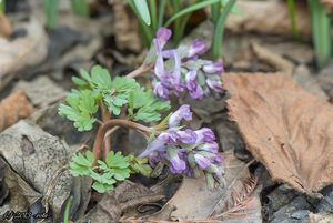 Dymnivka plná (Corydalis solida)