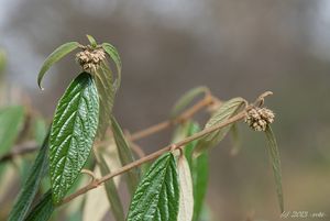 Kalina pražská (Viburnum x pragense)