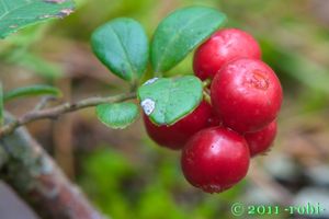 Brusnice brusinka  (Vaccinium vitis)