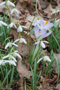 Sněženka podsněžník (Galanthus nivalis)