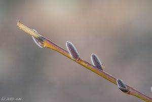 Vrba nachová (Salix purpurea)