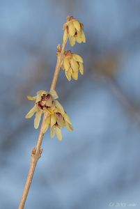 Zimnokvět časný (Chimonanthus praecox)