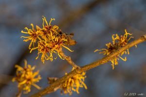 Vilín měkký (Hamamelis mollis)