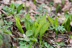 Česnek medvědí (Allium ursinum L.)