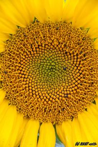 Slunečnice roční (Helianthus annuus)